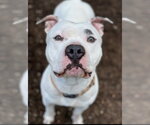Small #2 American Pit Bull Terrier