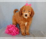 Small Photo #5 Goldendoodle (Miniature) Puppy For Sale in MILLERSBURG, OH, USA