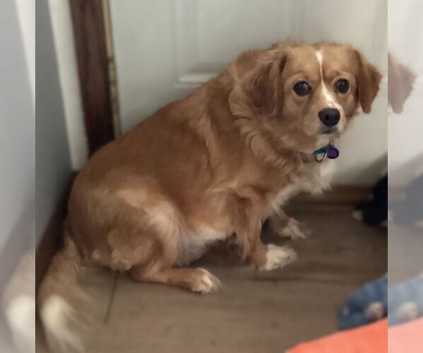 Medium Photo #2 Cavalier King Charles Spaniel-Unknown Mix Puppy For Sale in Fargo, ND, USA