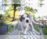 Small #4 Beagle Mix