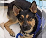 Small #1 German Shepherd Dog Mix