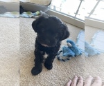Small Photo #7 Maltipoo Puppy For Sale in ATLANTA, GA, USA