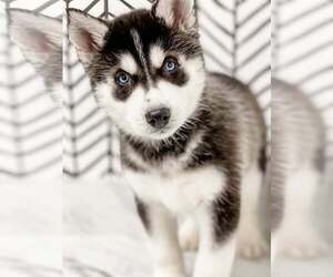 Siberian Husky Puppy for sale in MILLERSBURG, OH, USA