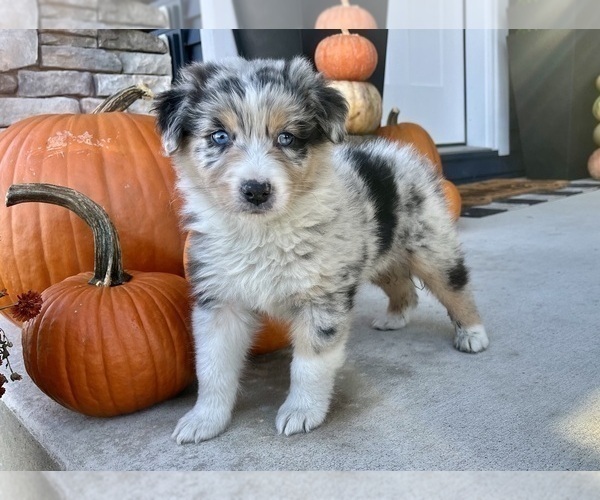 Medium Photo #9 Australian Shepherd Puppy For Sale in LODA, IL, USA