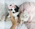 Small #16 Pomeranian