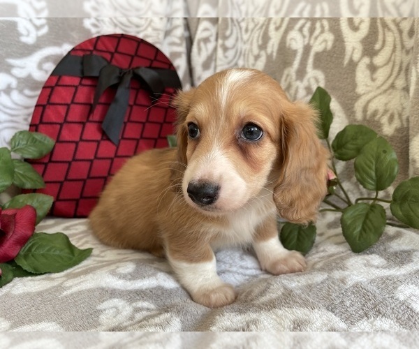 Medium Photo #13 Dachshund Puppy For Sale in SHILOH, OH, USA
