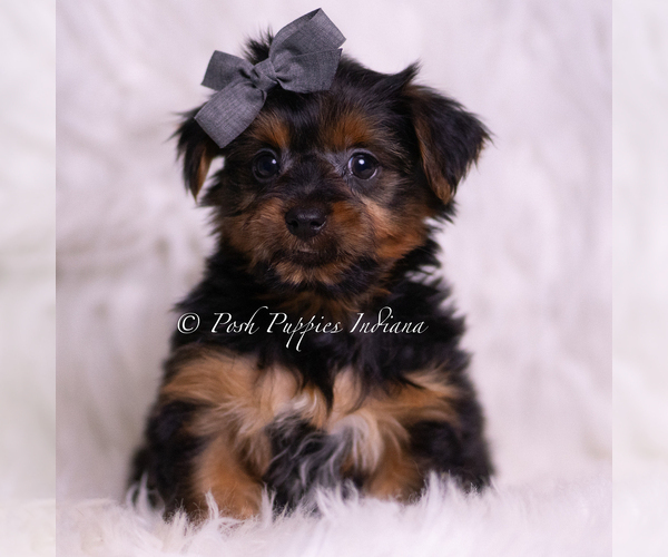 Medium Photo #55 Yorkshire Terrier Puppy For Sale in WARSAW, IN, USA
