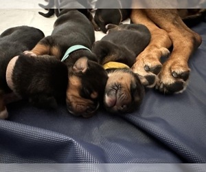 Rottweiler-American Pit Bull Terrier Puppy for Sale in SAN DIEGO, California USA