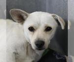 FINN - Male Chihuahua-Unknown Mix Dog for Adoption - Small photo