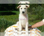 Small Photo #8 German Shepherd Dog Puppy For Sale in PIEDMONT, MO, USA