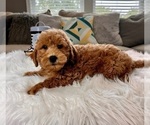 Small Photo #4 Goldendoodle (Miniature) Puppy For Sale in INDIANAPOLIS, IN, USA