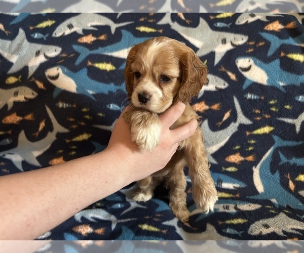Medium Photo #19 Cocker Spaniel Puppy For Sale in COLBERT, GA, USA