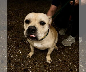 Moo Deng - Female Bulldog-Staffordshire Bull Terrier Mix Dog for Adoption - Photo #2