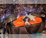 Puppy Puppy 4 German Shorthaired Pointer