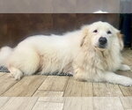 Small #7 Great Pyrenees