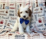 Small #9 Poodle (Miniature)