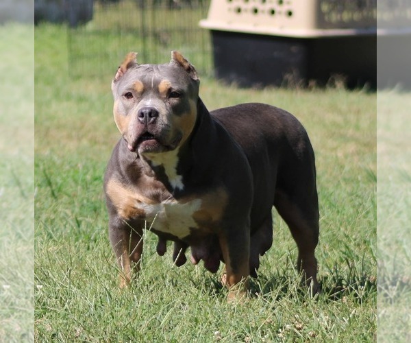 Medium Photo #1 American Bully Puppy For Sale in BILLINGS, MO, USA