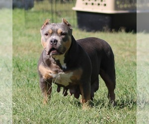 Mother of the American Bully puppies born on 09/25/2021