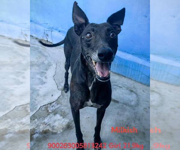 Medium Photo #4 Greyhound Puppy For Sale in Cherry Hill, NJ, USA