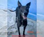 Small #3 Greyhound