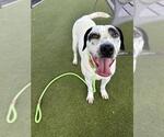 Small #1 American Pit Bull Terrier Mix