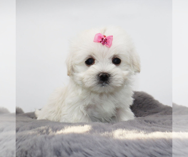 Medium Photo #4 Maltese Puppy For Sale in LOS ANGELES, CA, USA