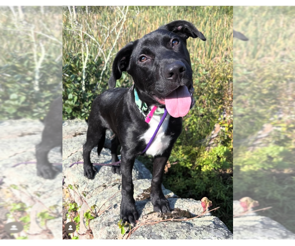 Medium Photo #5 Labrador Retriever-Unknown Mix Puppy For Sale in Boston, MA, USA