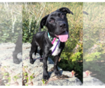 Small #4 Labrador Retriever Mix