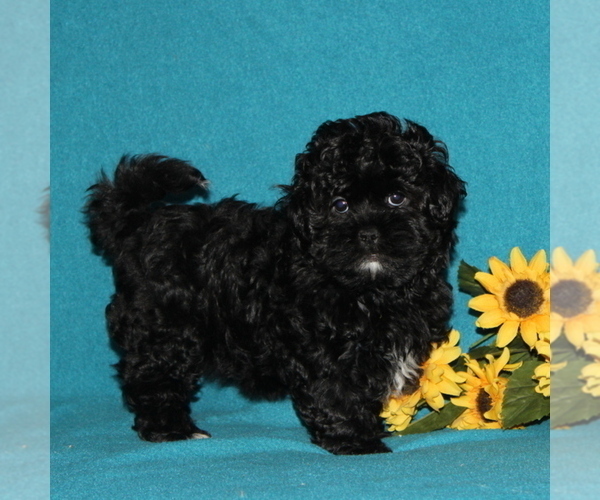 Medium Photo #1 Shih-Poo Puppy For Sale in QUARRYVILLE, PA, USA