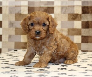Cavapoo (Miniature) Puppy for sale in DENVER, PA, USA