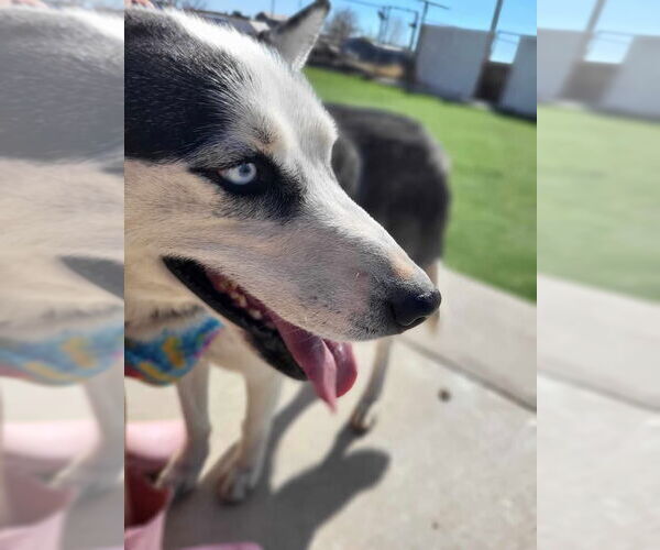 Medium Photo #5 Siberian Husky Puppy For Sale in Cedar Crest, NM, USA