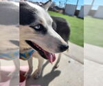 Small #4 Siberian Husky