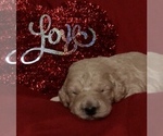 Small Photo #21 Goldendoodle-Poodle (Standard) Mix Puppy For Sale in VACAVILLE, CA, USA