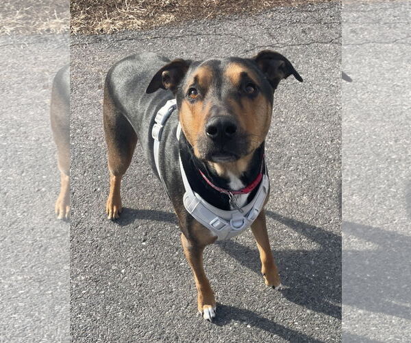 Medium Photo #3 Mutt Puppy For Sale in Chester, NJ, USA