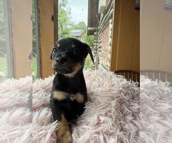 Medium Photo #3 Dachshund-Unknown Mix Puppy For Sale in New York, NY, USA