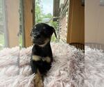 Small #2 Dachshund Mix