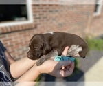 Small Photo #3 German Shorthaired Pointer Puppy For Sale in BATESVILLE, IN, USA