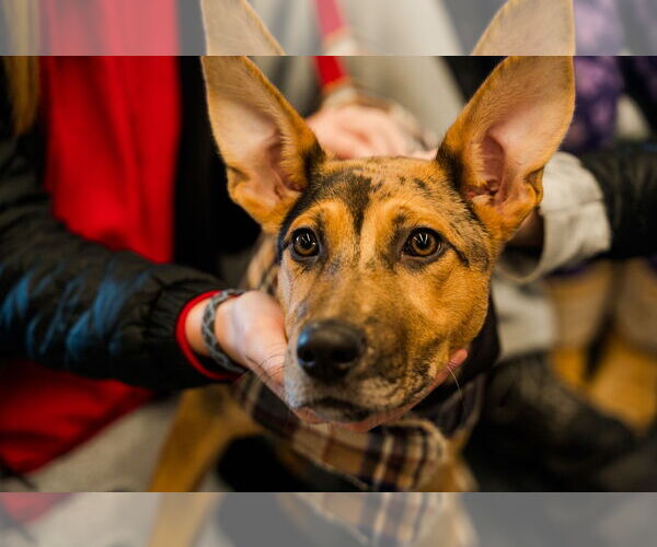 Medium Photo #4 Catahoula Leopard Dog-Unknown Mix Puppy For Sale in St. Louis Park, MN, USA