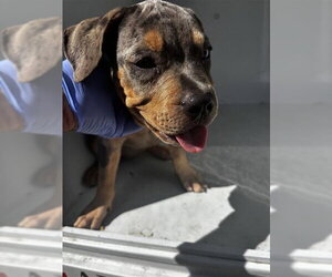 Rottweiler-Unknown Mix Dogs for adoption in Houston, TX, USA