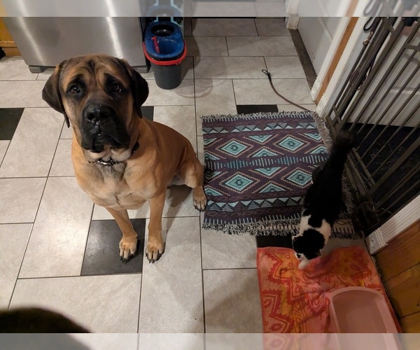 Medium Photo #9 Mastiff Puppy For Sale in CATO, NY, USA
