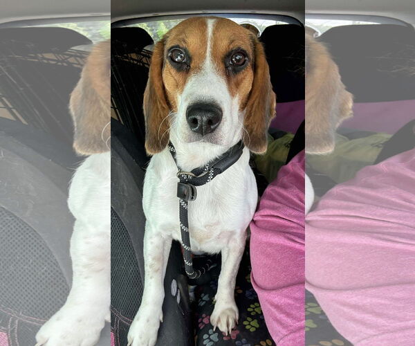 Medium Photo #2 Beagle Puppy For Sale in Dunnellon, FL, USA