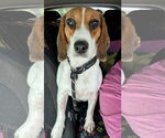 Small #1 Beagle