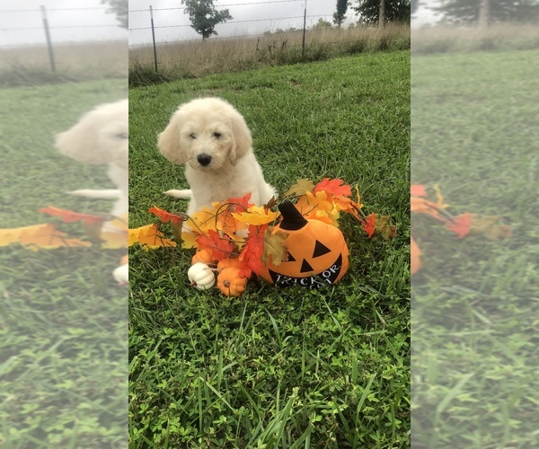 Medium Photo #1 Goldendoodle Puppy For Sale in RICHLAND, MO, USA
