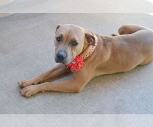 American Pit Bull Terrier-Unknown Mix Dogs for adoption in McKinney, TX, USA