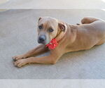 Small American Pit Bull Terrier Mix