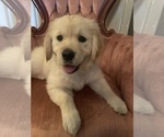 Small #1 English Cream Golden Retriever