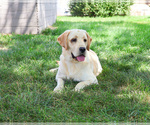 Small #4 Labrador Retriever
