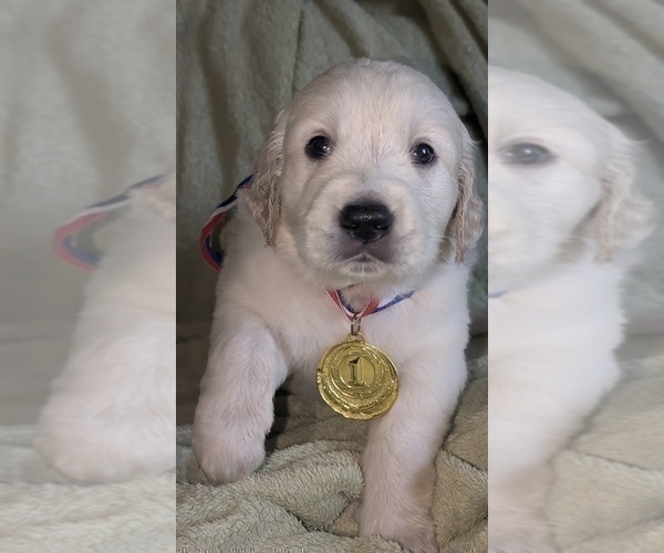 Medium Photo #10 Golden Retriever Puppy For Sale in MODESTO, CA, USA