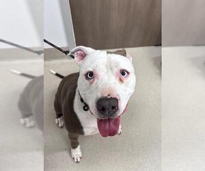 American Pit Bull Terrier Dogs for adoption in Baytown, TX, USA