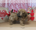 Small Photo #36 Poodle (Toy) Puppy For Sale in CHANUTE, KS, USA